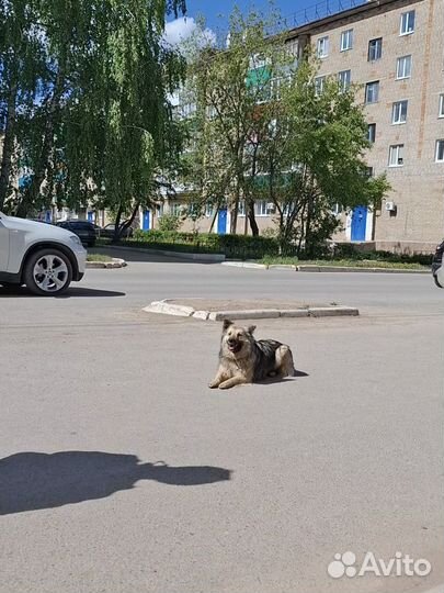 Собака в добрые руки