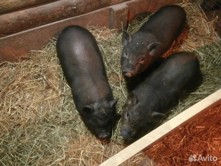 Вьетнамские поросята