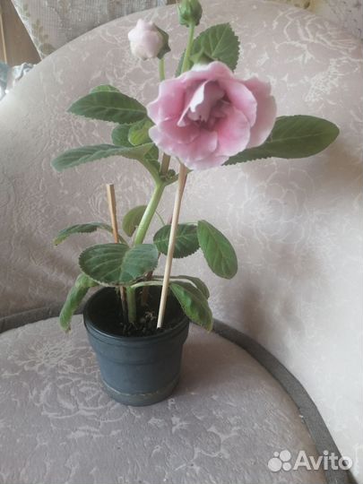 Глоксиния цветущая