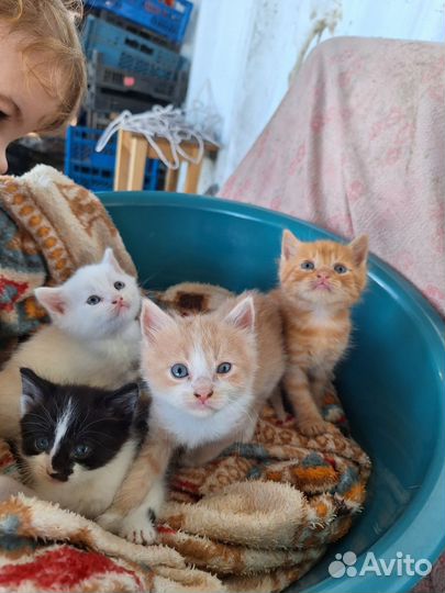 Котята в добрые руки