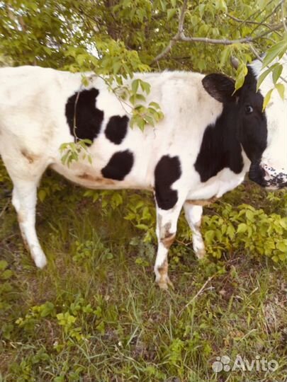 Молодой бычок