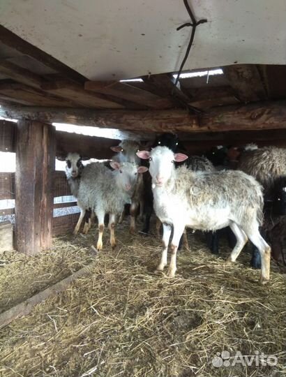 Бараны, Козы, Козел, Овечки на племя