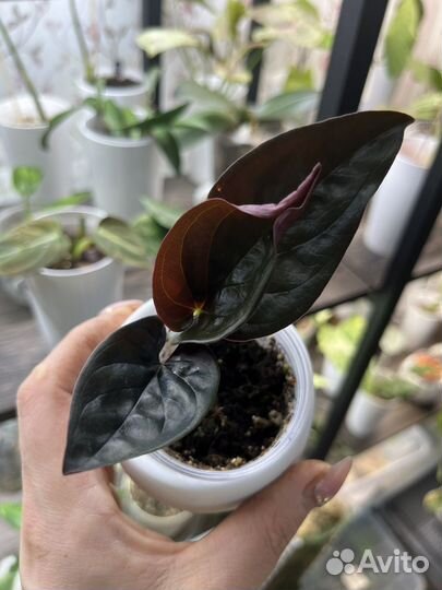 Сингониум Red arrow