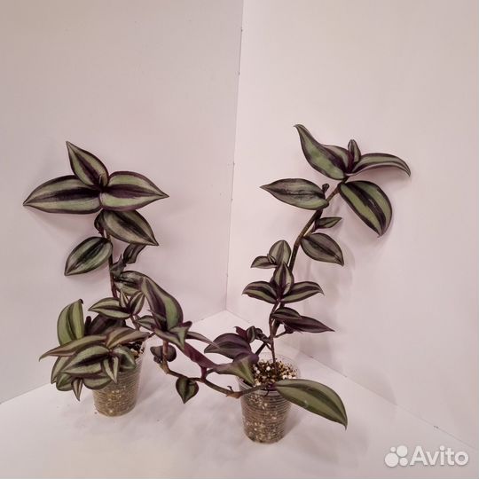 Традесканция зебрина