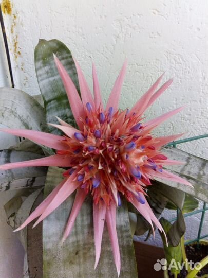 Цветок Эхмея