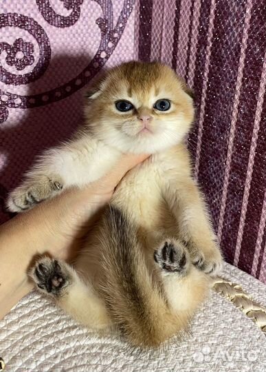 Шотландские фолд и страйт