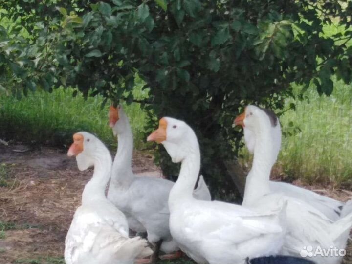 Холмогорские гуси