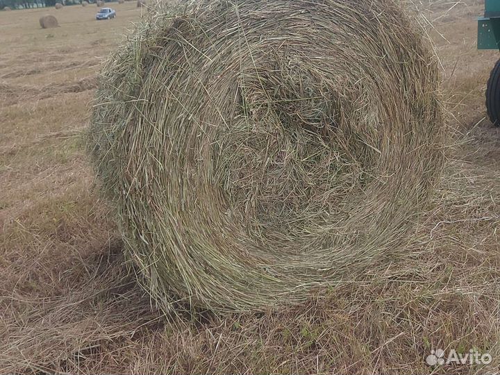 Сено в рулонах тимовеевка