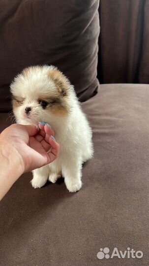 Померанский шпиц мини девочка