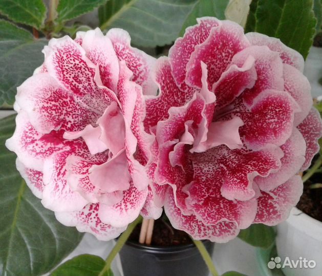 Глоксинии сортовые