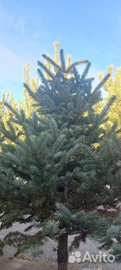 Сосна пихта елка новогодняя
