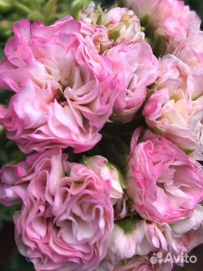 Сортовые пеларгонии