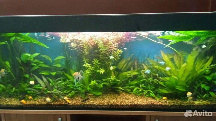 Обслуживание аквариумов и ремонт аквариумного обор