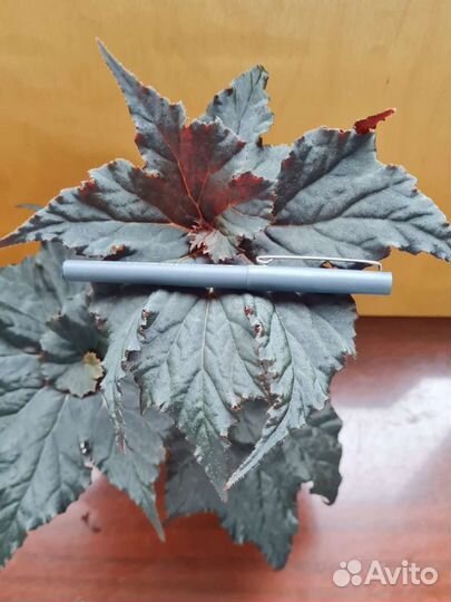 Бегония Black Taffeta