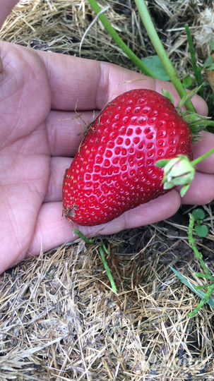 Клубника —Итальянская и Французская селекция
