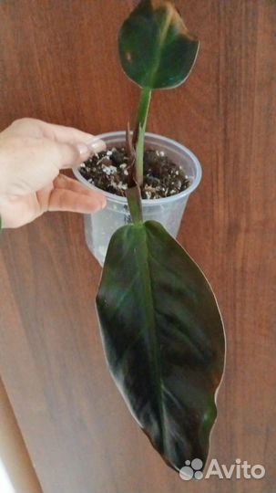 Филодендроны