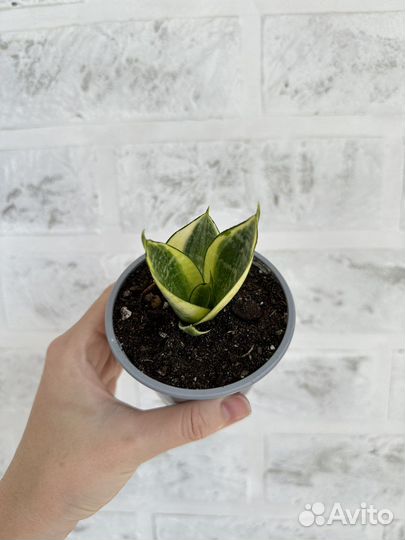 Сансевиерия ханни голд