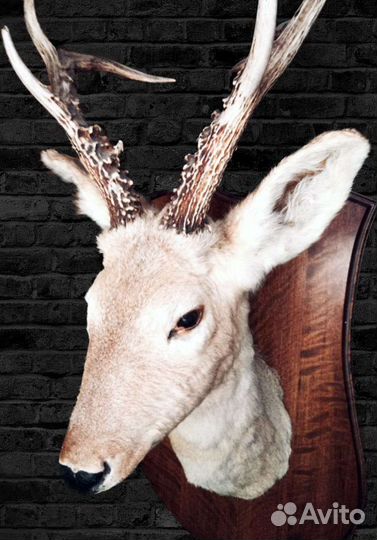 Чучело головы косули