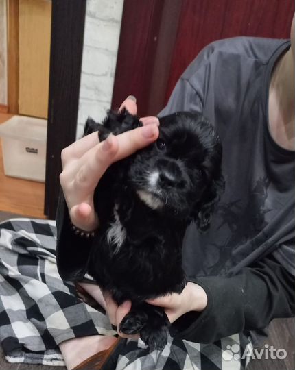 Кокер спаниель