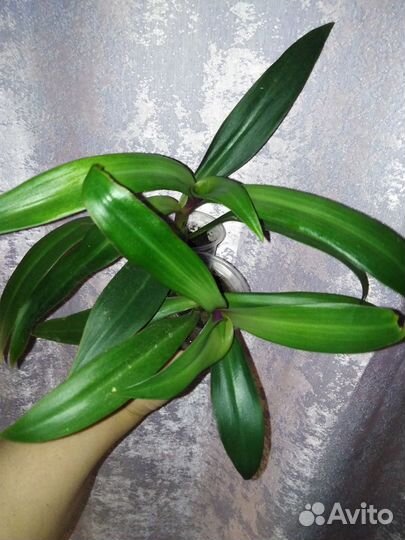 Орхидея детка большая +грунт+ удобрение