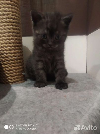 Котенок шотландский