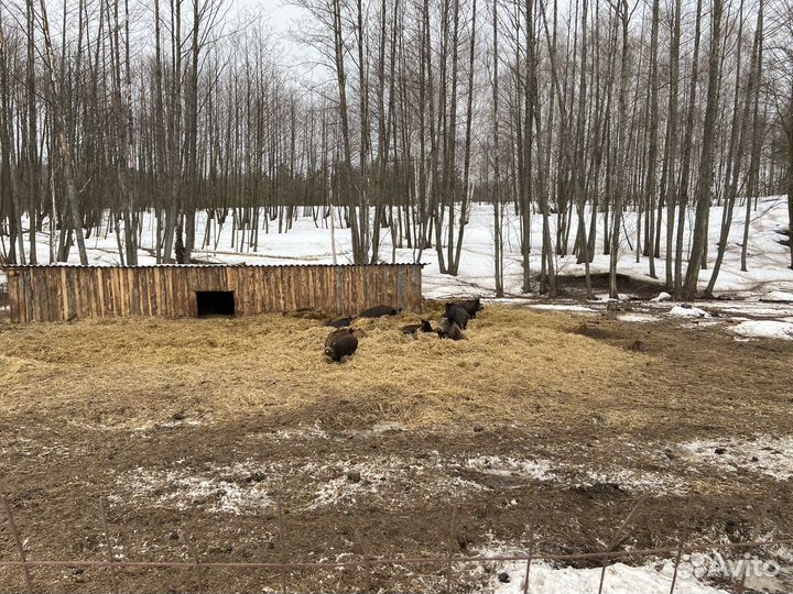 Дикий кабан