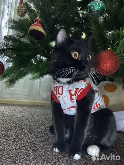 Новогодний костюм для питомца