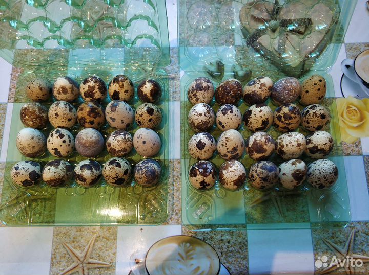 Яйца перепелиные