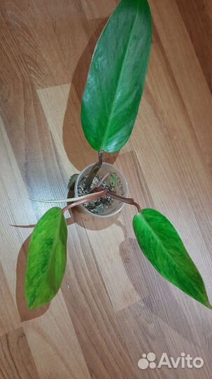 Аглаонема,сциндапсус,филодендрон,диффенбахия