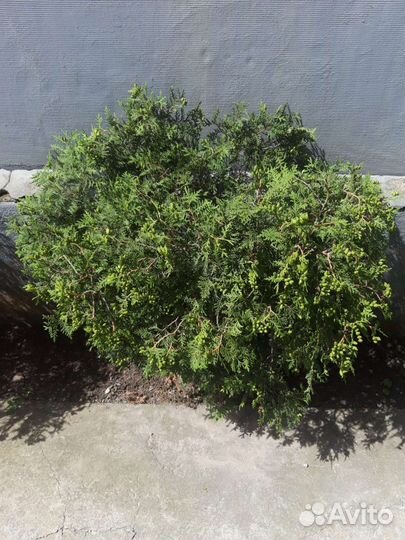 Кустовая туя