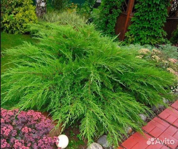 Можжевельник, хвойники