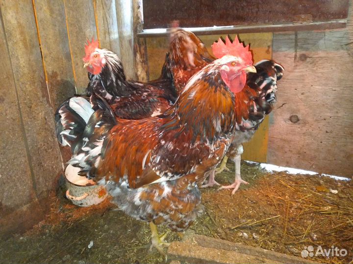 Ливенские ситцевые инкубационное яйцо