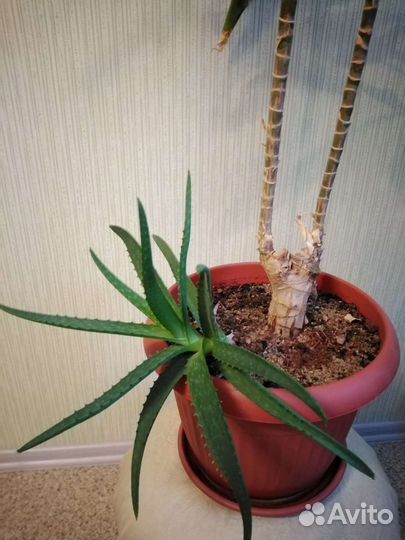 Драцена+ Алоэ Вера
