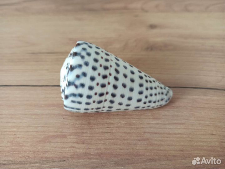 Морская раковина