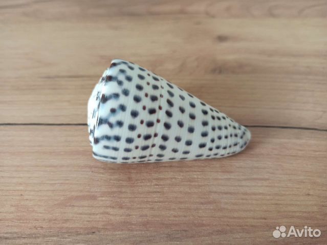 Морская раковина