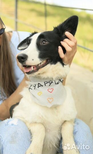 Щенок в добрые руки