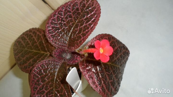 Эписции сортовые