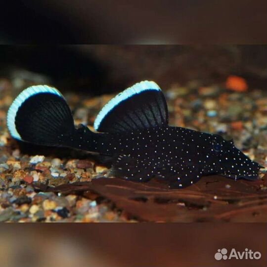 Номерные сомы L181 зведчатый анциструс