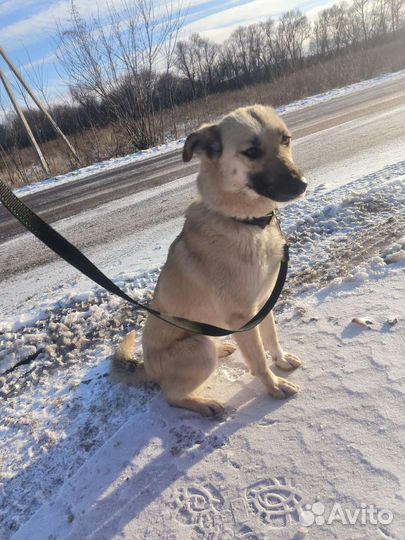 Собачка ищет дом