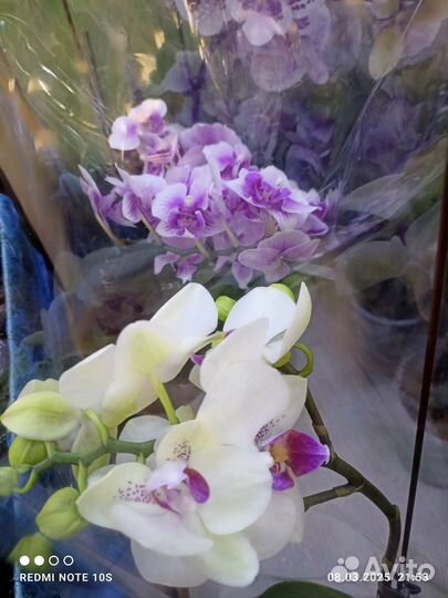 Орхидея трилипс