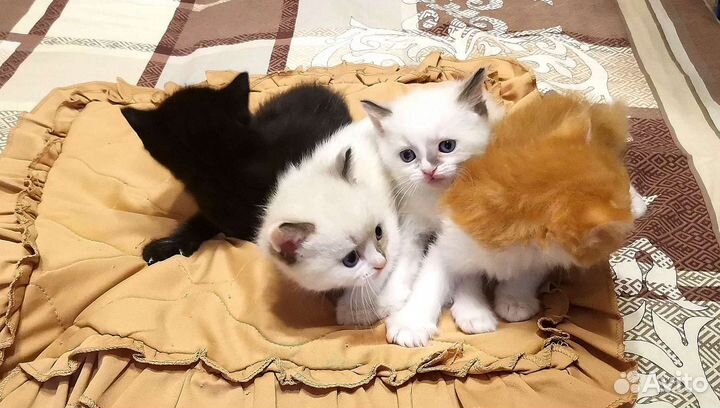 Котята в добрые руки