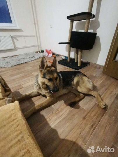 Догситтер, передержка