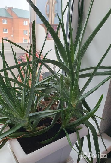 Алоэ лечебный