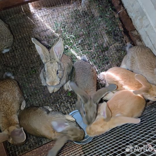 Кролики мясных пород