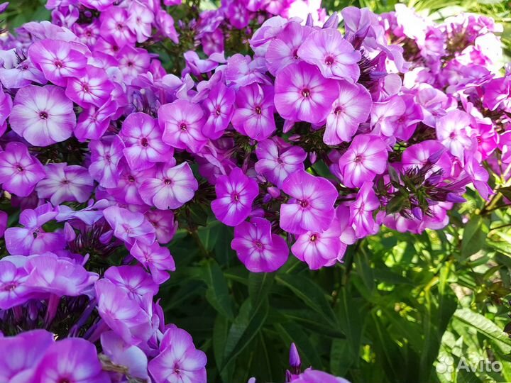 Флоксы: коралловые, сиреневые, малиновые, белые