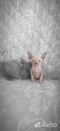 Донской сфинкс котята