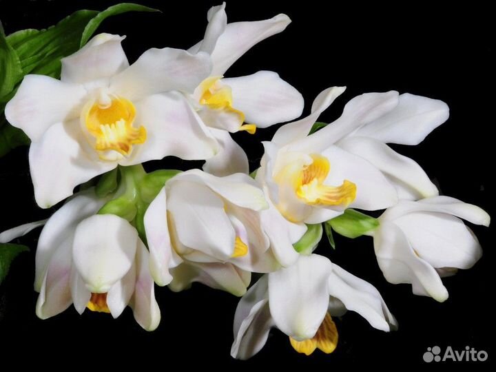 Орхидея Chysis bractescens