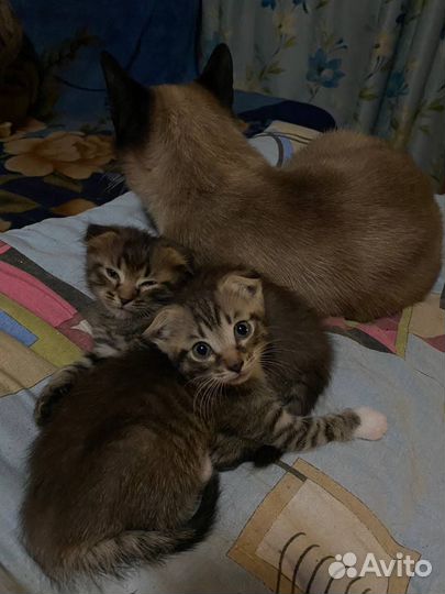 Кошка в дар