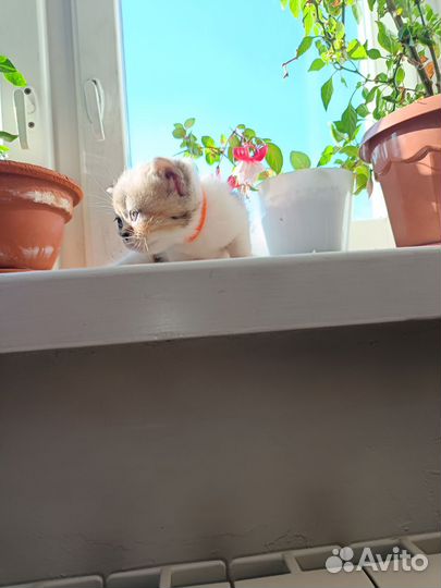 Экзотические котята