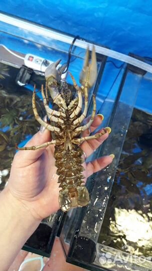 Живые раки, Варёные раки в Троицком районе